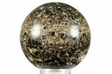 Polished Freshwater Snails (Elimia) In Limestone Sphere - Wyoming #370889-1